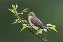 BUITEN BEELD Foto: 291778