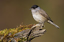 BUITEN BEELD Foto: 291779