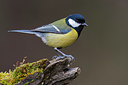 BUITEN BEELD Foto: 291791