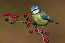 BUITEN BEELD Foto: 291796