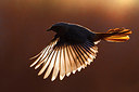 BUITEN BEELD Foto: 291799