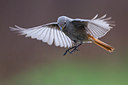 BUITEN BEELD Foto: 291800