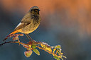 BUITEN BEELD Foto: 291804