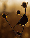 BUITEN BEELD Foto: 291822