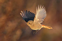 BUITEN BEELD Foto: 291827
