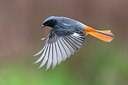 BUITEN BEELD Foto: 291833