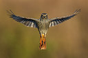 BUITEN BEELD Foto: 291834