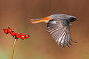 BUITEN BEELD Foto: 291836