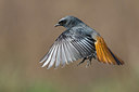 BUITEN BEELD Foto: 291847