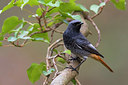 BUITEN BEELD Foto: 291858