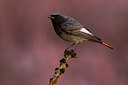 BUITEN BEELD Foto: 291861
