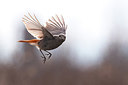 BUITEN BEELD Foto: 291862