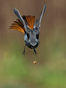 BUITEN BEELD Foto: 291866