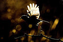 BUITEN BEELD Foto: 292023