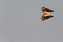 BUITEN BEELD Foto: 292031