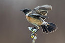 BUITEN BEELD Foto: 292044