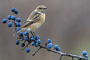 BUITEN BEELD Foto: 292047