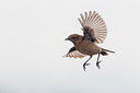 BUITEN BEELD Foto: 292053