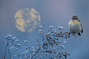 BUITEN BEELD Foto: 292058