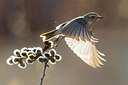 BUITEN BEELD Foto: 292077