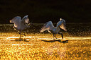 BUITEN BEELD Foto: 292086