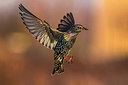 BUITEN BEELD Foto: 292097