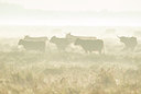 BUITEN BEELD Foto: 292112