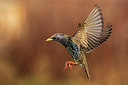 BUITEN BEELD Foto: 292126