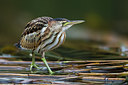 BUITEN BEELD Foto: 292139