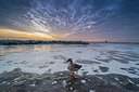 BUITEN BEELD Foto: 292378