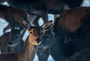 BUITEN BEELD Foto: 292394