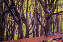 BUITEN BEELD Foto: 292431