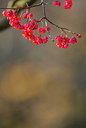 BUITEN BEELD Foto: 292441