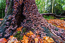BUITEN BEELD Foto: 292456