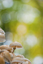 BUITEN BEELD Foto: 292500