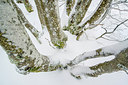 BUITEN BEELD Foto: 292642