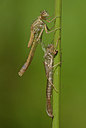 BUITEN BEELD Foto: 292722