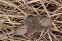 BUITEN BEELD Foto: 292752