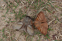BUITEN BEELD Foto: 292754