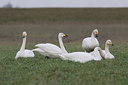 BUITEN BEELD Foto: 292761