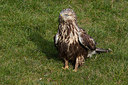 BUITEN BEELD Foto: 292763