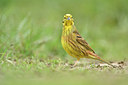 BUITEN BEELD Foto: 292790
