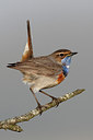 BUITEN BEELD Foto: 292794
