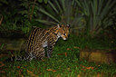 BUITEN BEELD Foto: 292796
