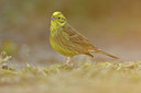 BUITEN BEELD Foto: 292875