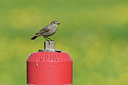 BUITEN BEELD Foto: 292878