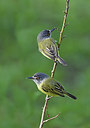 BUITEN BEELD Foto: 292912