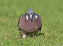 BUITEN BEELD Foto: 292922
