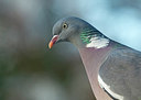 BUITEN BEELD Foto: 292923