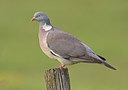 BUITEN BEELD Foto: 292924